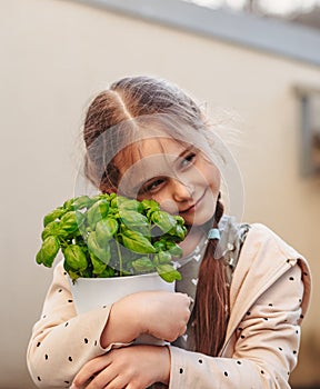 Little girl  is holding a pot with a green basil plant. Growing seedlings at home. Delicious and healthy food for salad at home