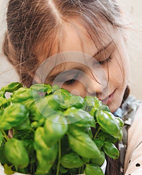 Little girl  is holding a pot with a green basil plant. Growing seedlings at home. Delicious and healthy food for salad at home