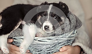 A little girl holding a puppy in a basket