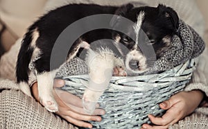 A little girl holding a puppy in a basket