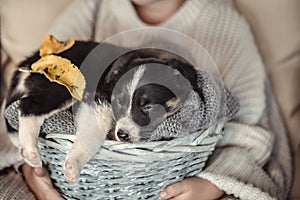 A little girl holding a puppy in a basket