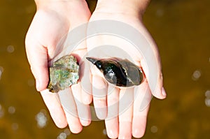 Little girl holding a shell and a stone. A child stands in the water of a lake on a Sunny summer day. Vacation concept.