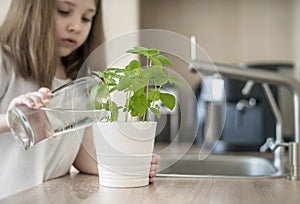 Little girl is holding a transparent glass with water and watering plant Basil Ocimum Basilicum. Caring for a new life photo