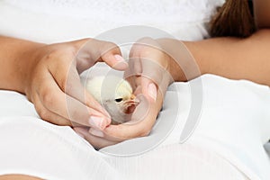 Girl Holding a little white Brahma Chick