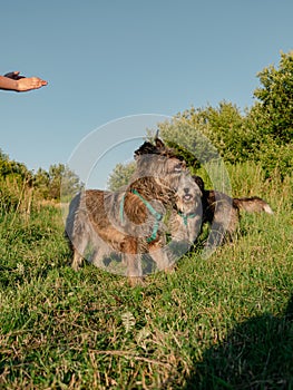 Little girl hugging retriever in the field, looking into the distance