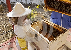 Little girl inspecting beehive frame with honeycomb and bees. Farm