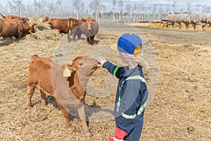 Little girl laying with a new born calf