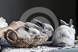 A little girl with long blond hair in a village house plays with gray rabbits on the table. Easter. Harvest
