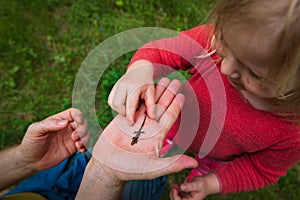 Little girl looking at and exploring lizard in nature