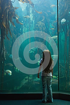 Little girl looking at fish tank