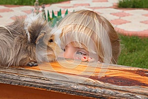 Little girl looking on Guinea pig