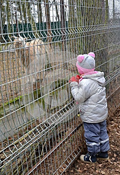 The little girl looks at a domestic goat in a zoo