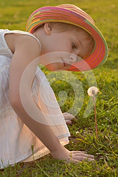 little girl looks at a fluffy dandelion. The rays of the setting sun, glare and backlight. The concept of childhood