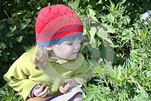 Little girl looks at ladybug on green leaf in sunny day