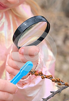 Little girl with a magnifying glass in her hand investigate  details of spring nature . Springtime outdoor kids activity and