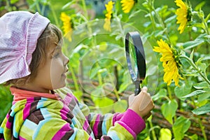 Little Girl with magnifying glass looks at flower