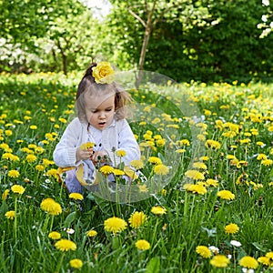 Little girl meadow gather yellow dandelion