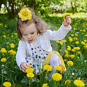 Little girl meadow gather yellow dandelion