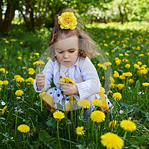Little girl meadow gather yellow dandelion