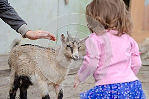 A little girl meets a little goat