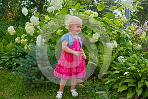 Little girl near the hydrangea,in the summer in the garden near the bush of hydrangea flowers girl