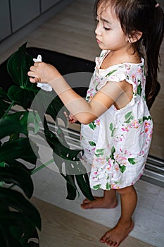 A little girl oiling the houseplant leaves, taking care of plant Monstera using a cotton sheet. Home gardening