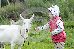 Little girl Outdoor in nature feeding a White Goat