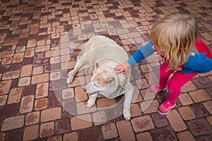 Little girl pet husky dog outside, dog therapy against anxiety