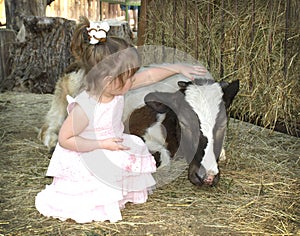 Little girl petting calf