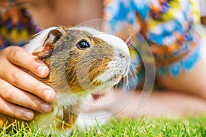 Little girl petting guinea pig