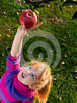 little girl picked ripe apples