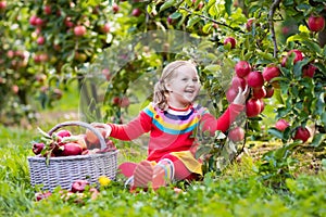 Little girl picking apple in fruit garden