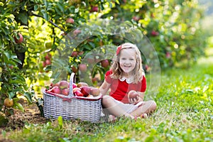 Little girl picking apples in fruit garden