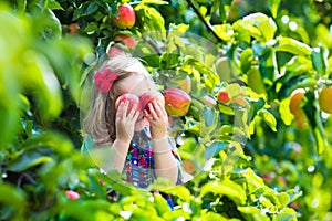 Little girl picking apples from tree in a fruit orchard