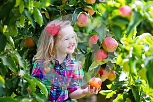 Little girl picking apples from tree in a fruit orchard photo