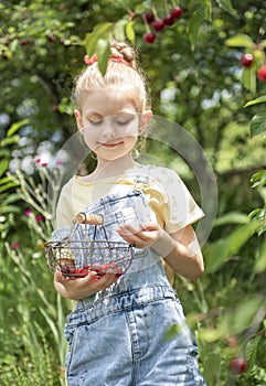Little girl is picking cherries in the garden