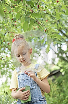 Little girl is picking cherries in the garden