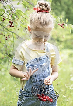 Little girl is picking cherries in the garden