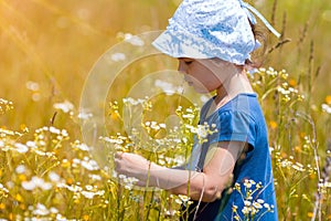 Little girl picking flowers in the meadow