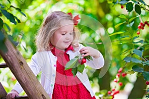 Little girl picking fresh cherry berry in the garden