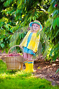 Little girl picking fresh cherry on a farm