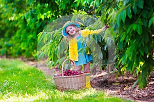 Little girl picking fresh cherry on a farm