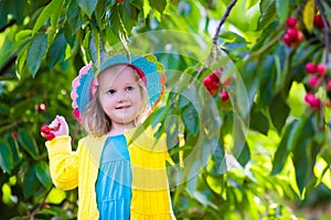 Little girl picking fresh cherry on a farm