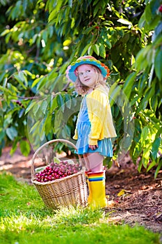 Little girl picking fresh cherry on a farm