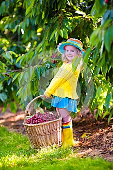 Little girl picking fresh cherry on a farm