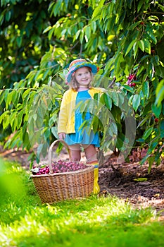 Little girl picking fresh cherry on a farm