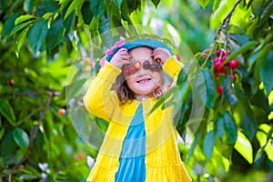 Little girl picking fresh cherry on a farm