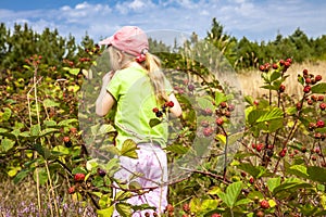 Little girl picking fresh wild raspberries in field in Denmark - Europe
