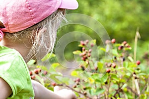 Little girl picking fresh wild raspberries in field in Denmark - Europe