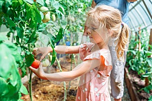 Little girl picking red ripe tomato while harvesting with grandma in greenhouse